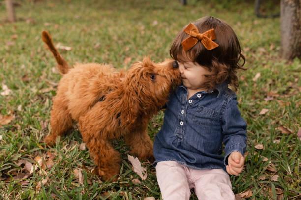 niña de 22 meses jugando alegremente con un cachorro de garabato dorado de color camello de 5 meses - golden retriever dog autumn leaf fotografías e imágenes de stock