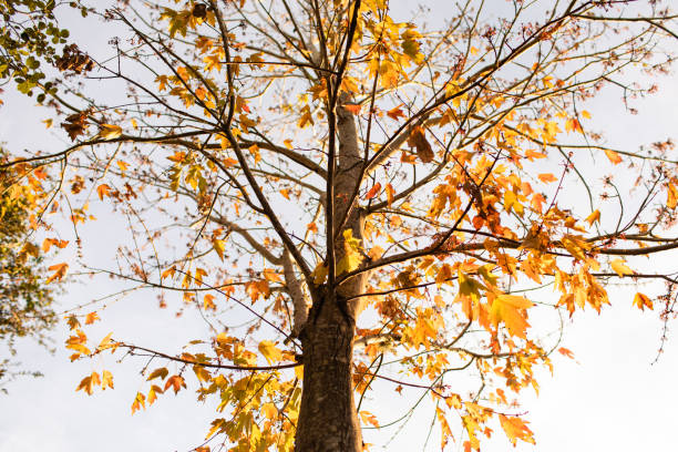 Rich Autumn Orange Leaves on a Maple Tree in West Palm Beach, Florida in January.