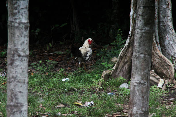 istock wild rooster in the forest 1297882343