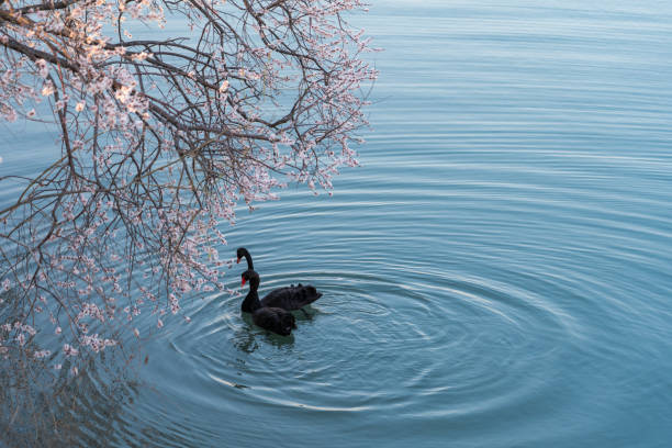 istock Black Swan and Flower 1297882460
