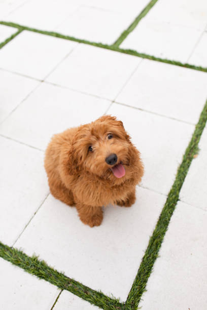 herbst fühlt sich und ein kamel-farbigegoldenes golden doodle welpen - golden retriever dog autumn leaf stock-fotos und bilder