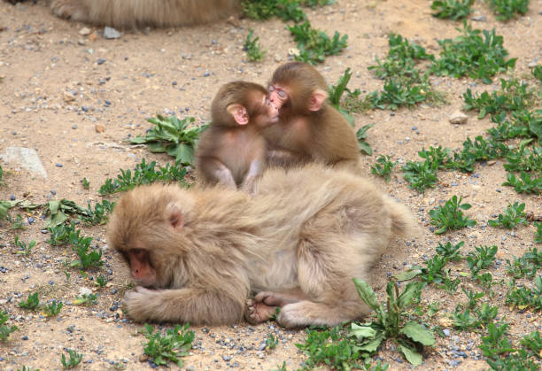 istock Mother and cute baby monkey 1297883057