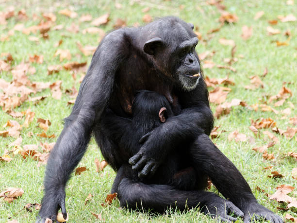 성인 여성 침팬지녹색 잔디 밭에 앉아 아기를 안고 있다. - animal ape monkey bonding 뉴스 사진 이미지