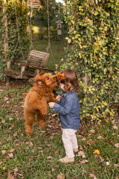 niña de 22 meses jugando alegremente con un cachorro de garabato dorado de color camello de 5 meses - golden retriever dog autumn leaf fotografías e imágenes de stock