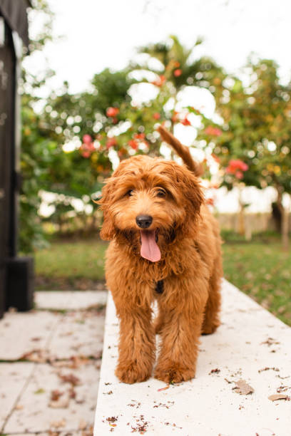 un cachorro de garódlo dorado de color camello de 5 meses de edad en el sur de florida - golden retriever dog autumn leaf fotografías e imágenes de stock