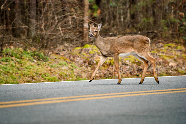 istock White-Tailed Deer crossing an asphalt road walking 1297884005