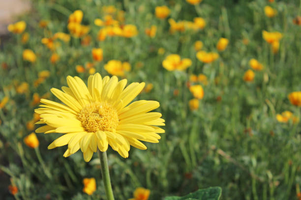 Yellow gerbera blooming in the garden.