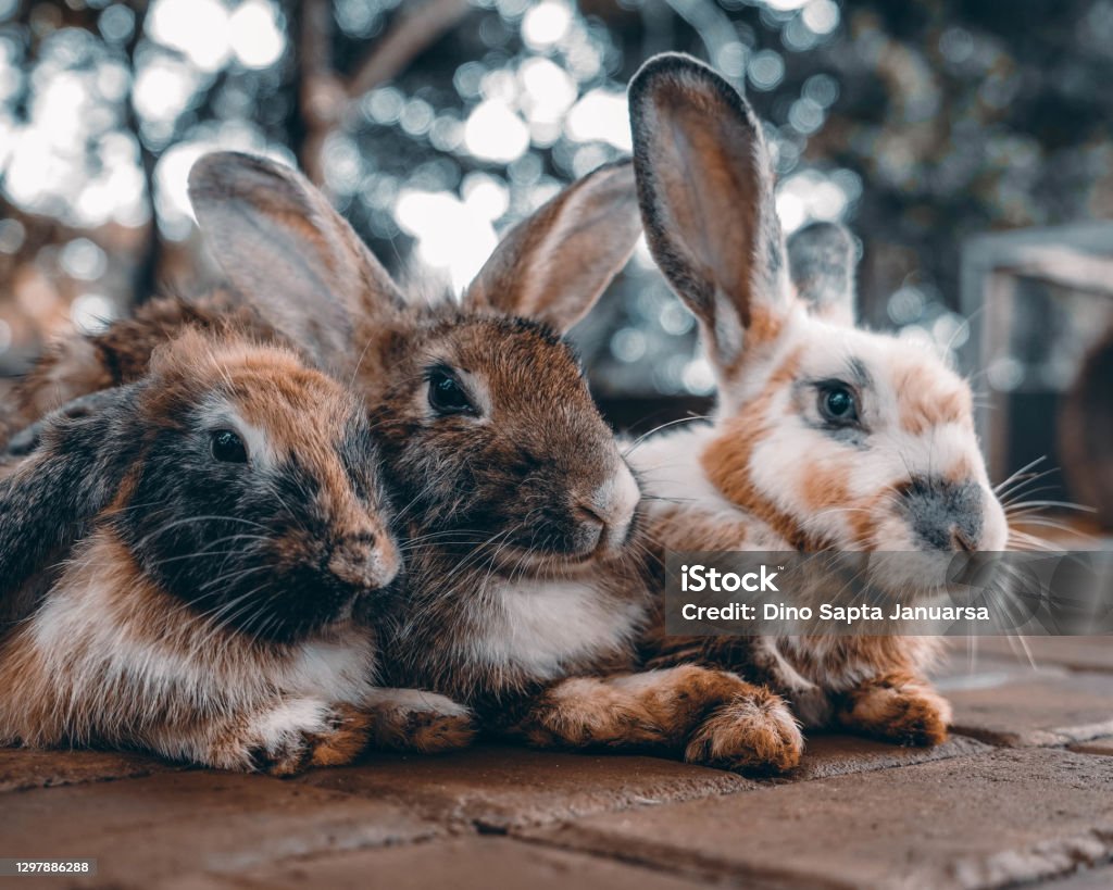 Three Earred Rabbit Sides Three Rabbit Side By Side Stock Photo - Download Image Now - Animal ...