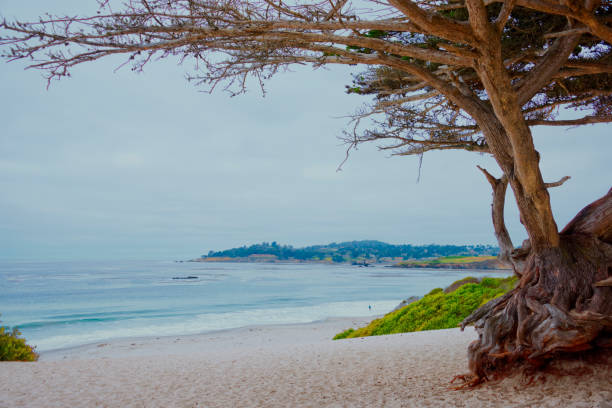istock Beach Scene in Morning-Carmel,  California 1297886309