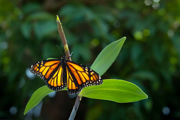 istock Monarch butterfly (danaus plexippus) just emerging from the chrysalis cocoon, drying its delicate wings. 1297886982