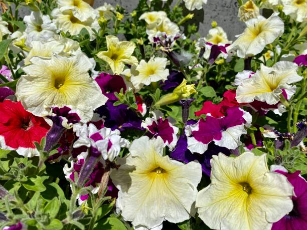 istock Beautiful Petunia Flowers 1297888158