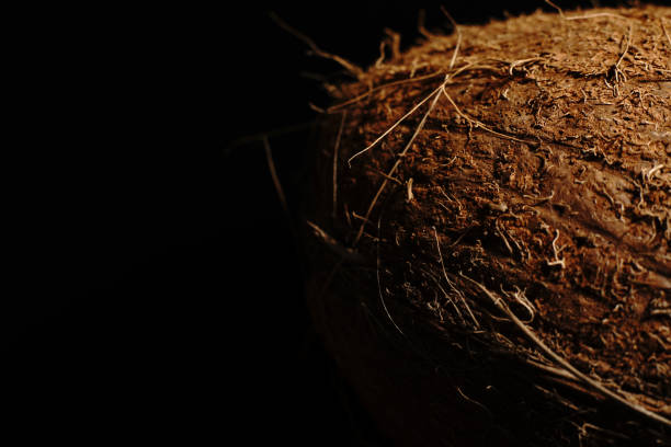 istock A whole coconut on a black background. The light was dim. 1297888752