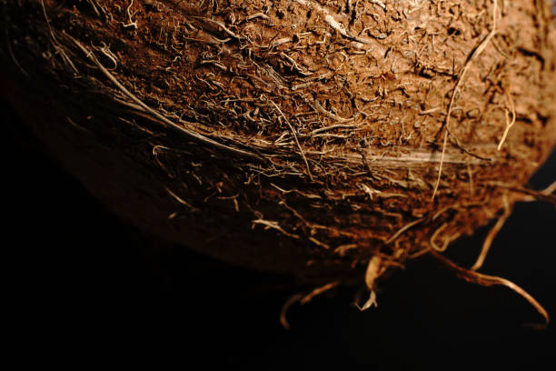 istock A whole coconut on a black background. The light was dim. 1297888772