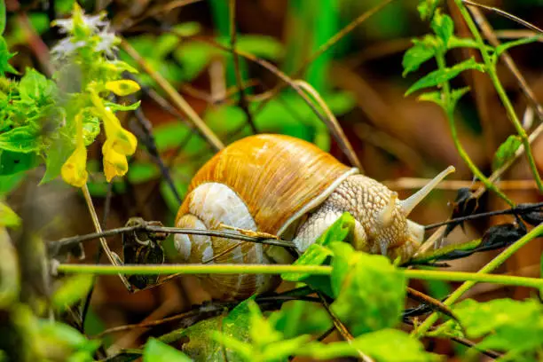 A snail sitting on leaf-covered branches in Styria, Austria