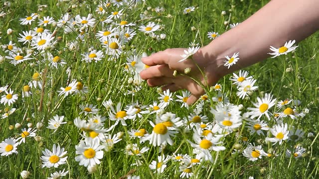 Female hand holds the daisies in the meadow.
