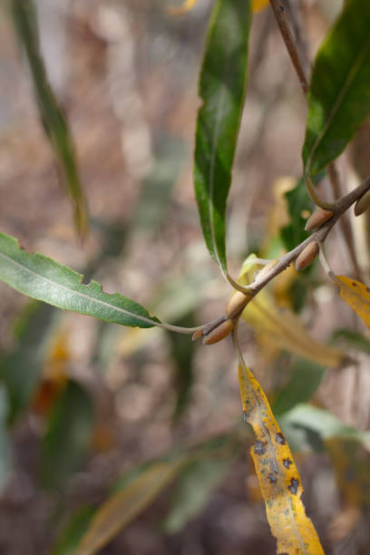 istock SALIX LASIOLEPIS BUDS - BLUFF CREEK T - 120420 B 1297894423