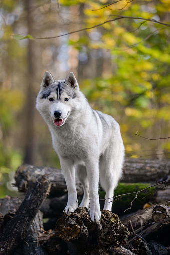 Portrait of a dog similar to a wolf with cut-off tree trunks