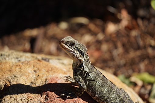 Portrait of a lizard sitting on a rock