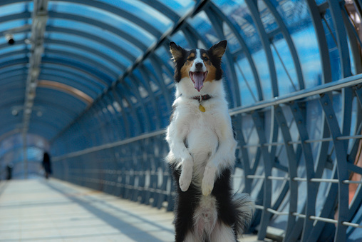 Trained dog tricks at the tunnel station