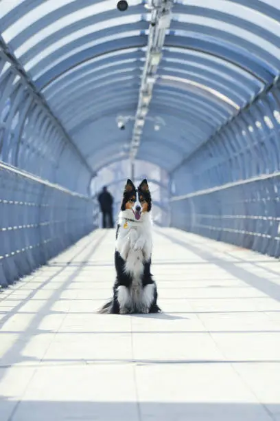 Trained dog tricks at the tunnel station