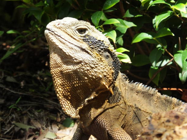 istock Close up portrait of a lizards head 1297895912