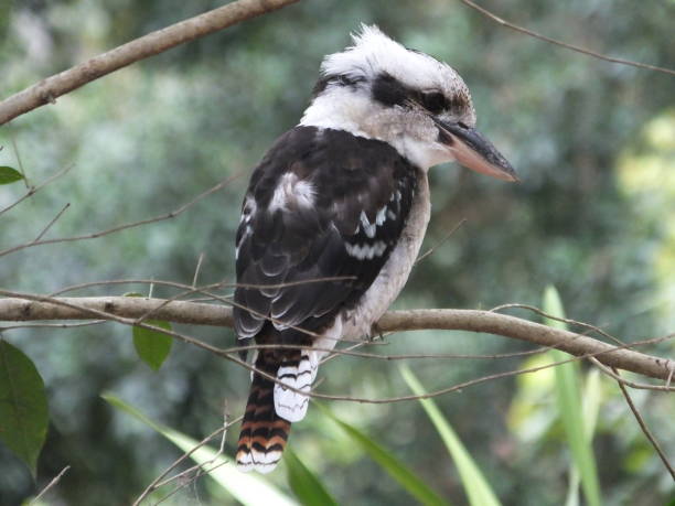 istock Portrait of a kookaburra perched on a branch 1297895920