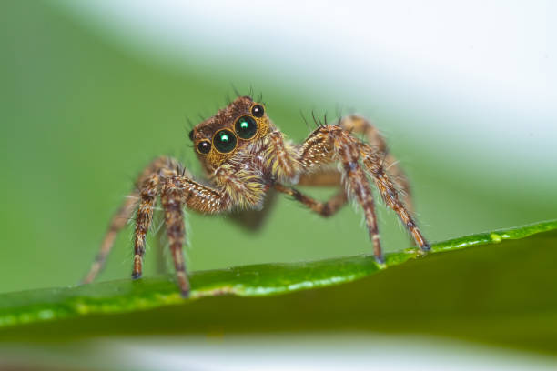 Jumping Spider A brown colored jumping spider on a green leaf looking at you jumping spider photos stock pictures, royalty-free photos & images