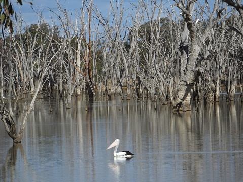 One pelican swimming through dead trees on a river