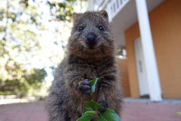 istock Happy quokka looking at the camera and holding a leaf 1297896152
