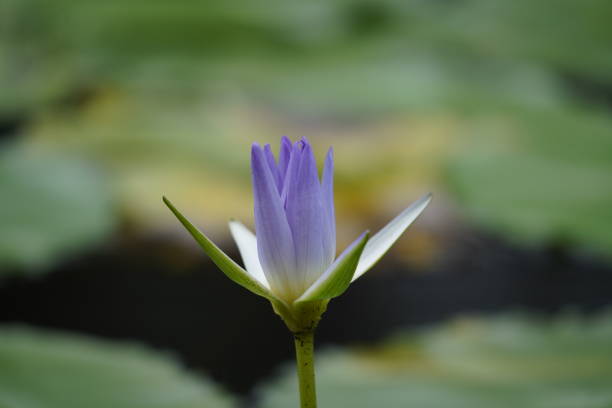 Emerging purple waterlilly flower
