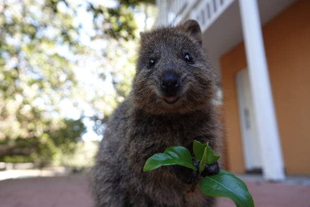 istock A happy quokka eating a leaf 1297896182