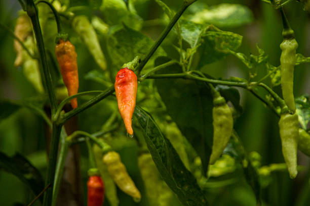istock red chili among other green chili 1297896246