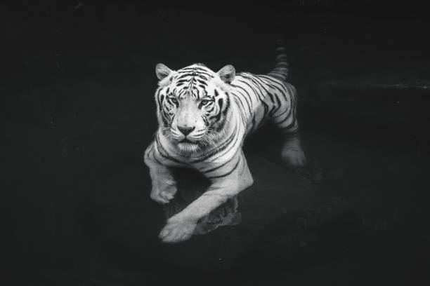 istock White Bengal Tiger in the wild 1297896932