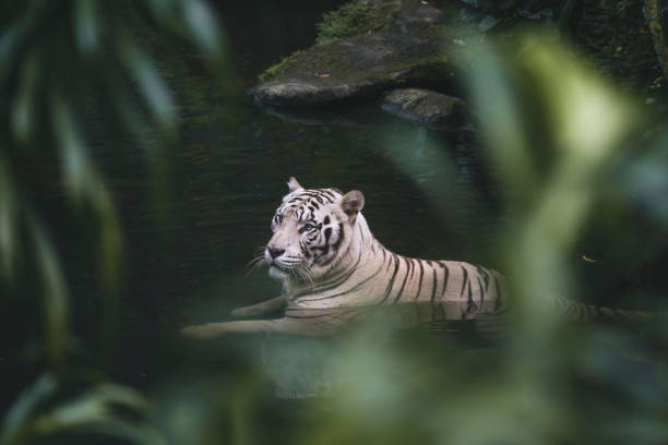 istock White Bengal Tiger in the wild 1297896948