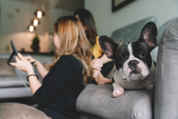 istock cute bulldog chilling at sofa while asian chinese sisters having discussion using table at living room 1297896978