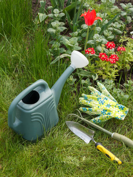 istock Watering can and garden tools next to a flowerbed. 1297897098