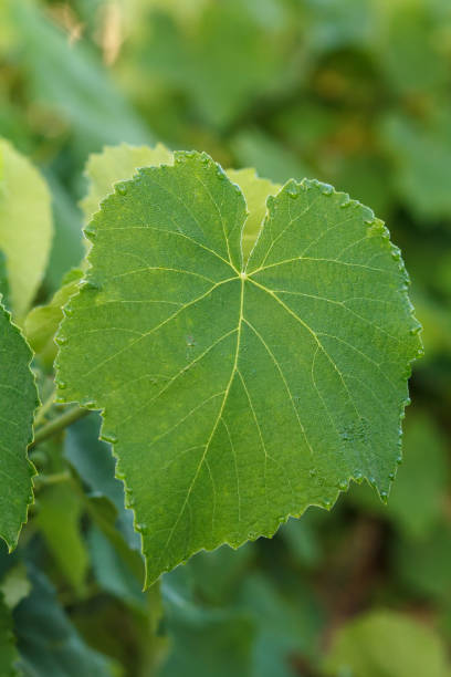 istock Grape leaf surface with water drops in the garden. 1297897687