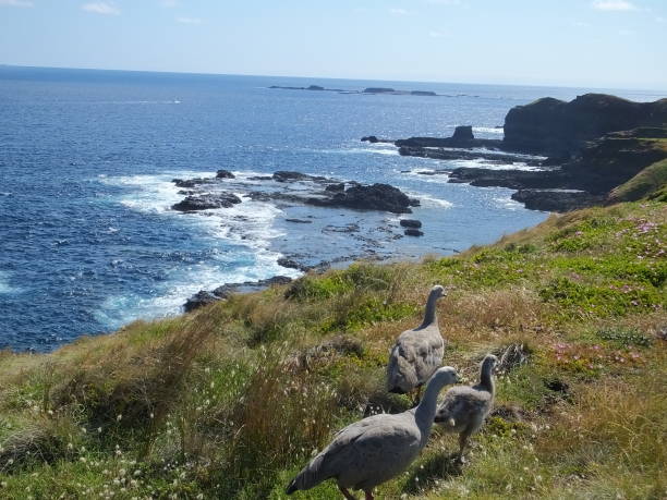 istock Grey baron geese on a cliff with the ocean in the background 1297897866