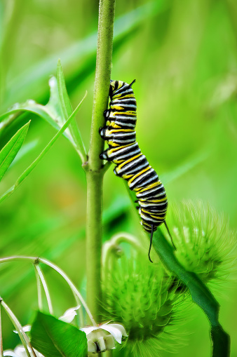 The Caterpillar of the Monarch Butterfly or Milkweed Butterfly feeding on milkweed