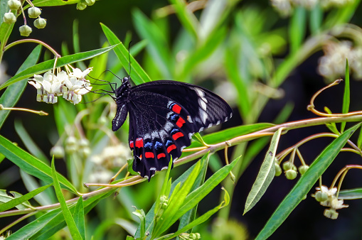 Orchard Swallowtail Butterfly (Papilio aegeus) or large citrus butterfly is a species of butterfly from the family Papilionidae, that is found in eastern Australia and Papua New Guinea.