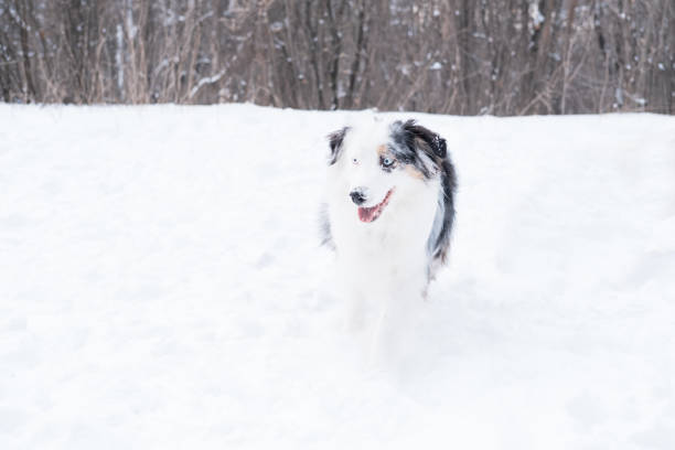 istock Sad australian shepherd merle with blue eyes in winter. Dog. 1297899382