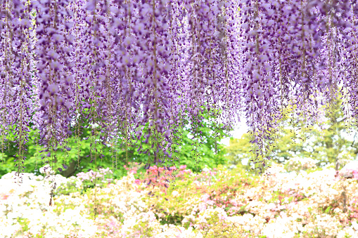 Purple wisteria blossoms at Ashikaga Flower Park
