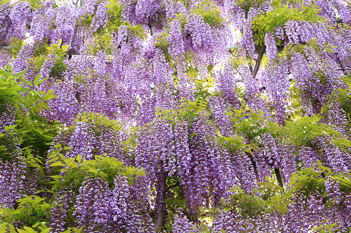 Purple wisteria blossoms at Ashikaga Flower Park