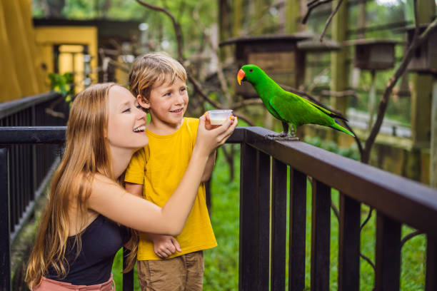 mamma e figlio nutrono il pappagallo nel parco. trascorrere del tempo con il concetto di bambini - petting zoo foto e immagini stock