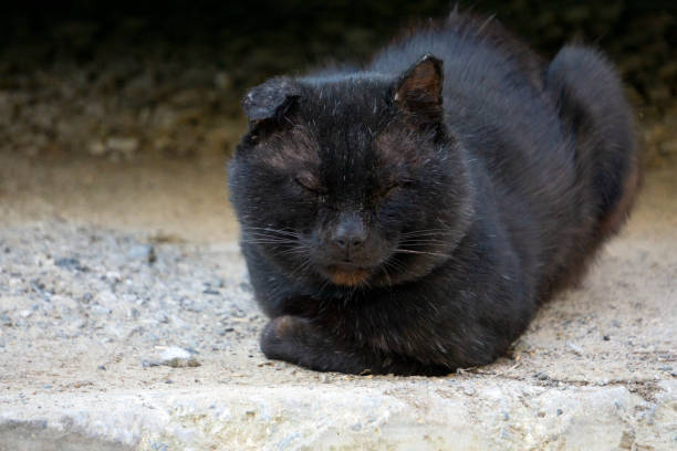 black cat just falling asleep, with one open eye