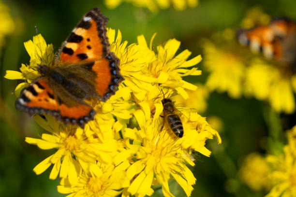 istock Amazing moment about butterfly change form chrysalis. 1297904702