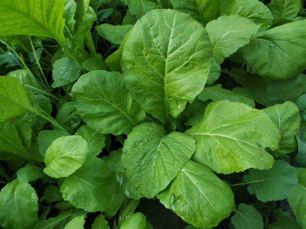 istock Mustard greens growing in the garden 1297904827