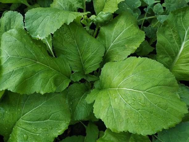 istock Mustard greens growing in the garden 1297904831