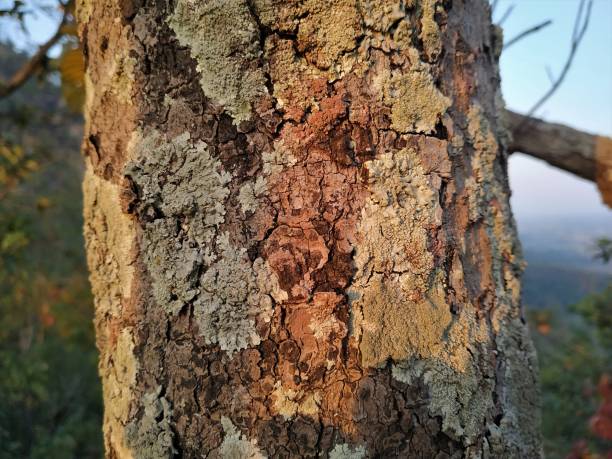 istock Texture of lichen on the tree 1297904847