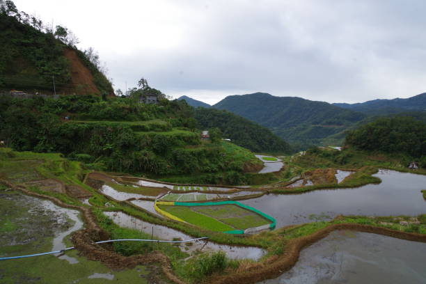 istock Rice terraces in Banaue village 1297905170